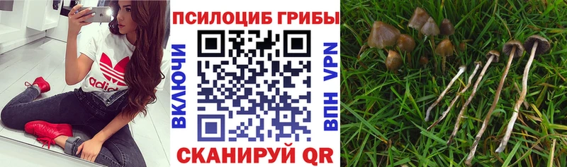 продажа наркотиков  Тверь  Псилоцибиновые грибы мицелий 
